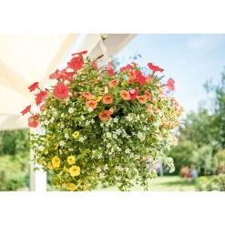 Ampel gemischt bepflanzt Topf Durchmesser 25 cm