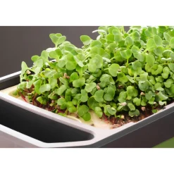 Anzuchtgefäß Harry Herbs mit Deckel weiß