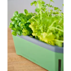 Anzuchtgefäß Harry Herbs mit Deckel dunkelgrün