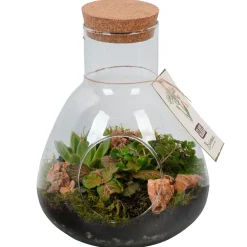 Bepflanztes Glas mit Grünpflanzen T22