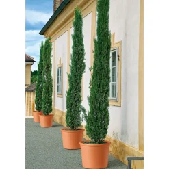 Übertopf Cilindro Bordato 14 cm