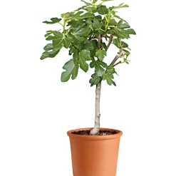 Übertopf Cilindro Bordato 14 cm