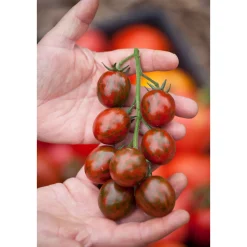 Bio Gourmet Tomaten Venusbrüstchen Topf Durchmesser 11 cm