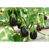 Bio-Gourmet Aubergine Jackpot Topf Durchmesser 11 cm