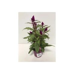 Celosia Caracus T12