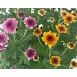 Chrysantheme Jellyfish 5-farbig im 14 cm Topf