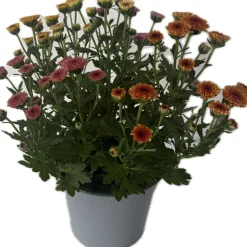 Chrysantheme Jellyfish 5-farbig im 14 cm Topf