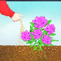 Compo BIO Rosen Langzeit-Dünger mit Schafwolle 2 L