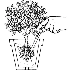 Compo Blühpflanzen Düngestäbchen mit GUANO 30 Stäbchen