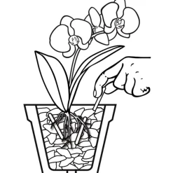 Compo Düngestäbchen für Orchideen 20 Stäbchen