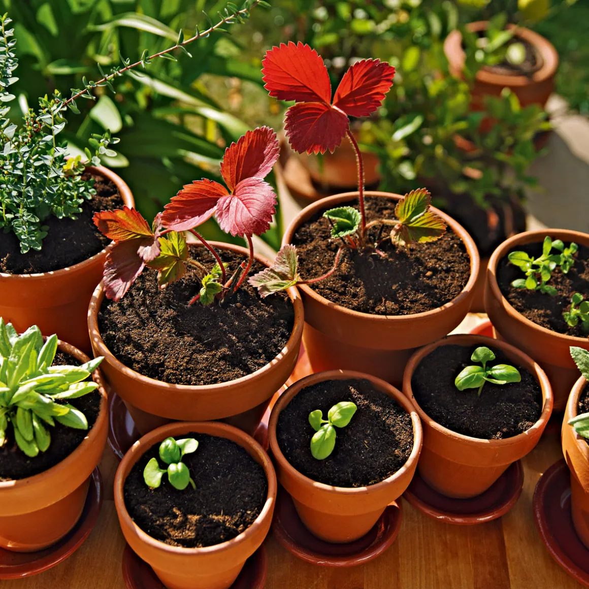 Compo Qualitäts-Blumenerde 50 L