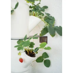 Erdbeerturm Sissi Strawberry Infinity weiss