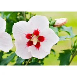 Garteneibisch im 1-Liter Topf