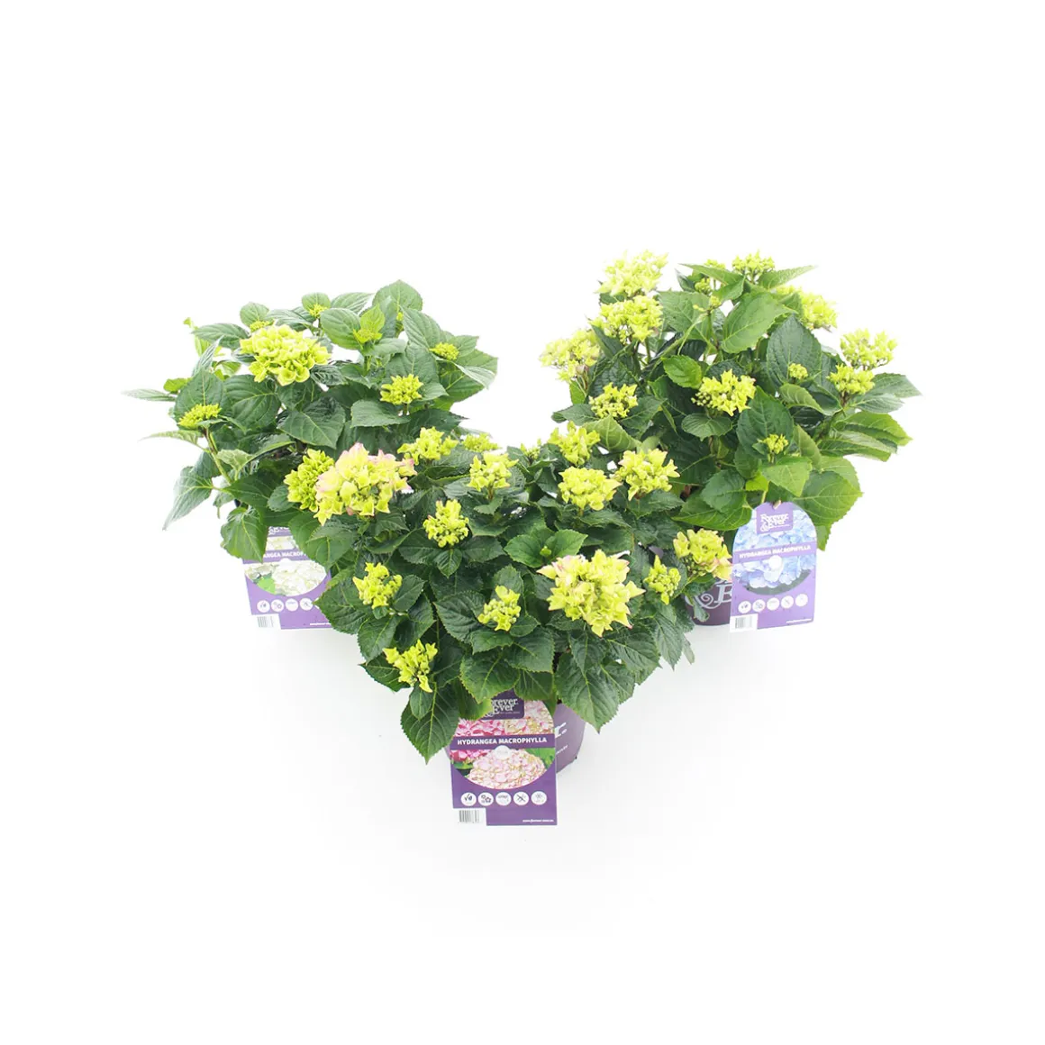 Gartenhortensie Forever und Ever Topf Durchmesser 23 cm