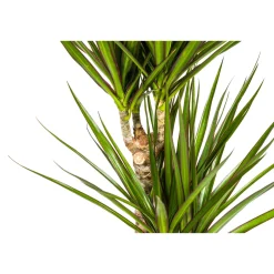 Gerandeter Drachenbaum „Green“, Topf Ø 17 cm