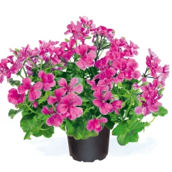 Geranie hängend verschieden Farben Topf Durchmesser 12 cm