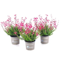 Glockenheide Topf- Durchmesser 11 cm