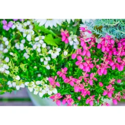 Glockenheide Topf- Durchmesser 11 cm