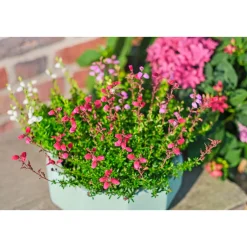 Glockenheide Topf- Durchmesser 11 cm