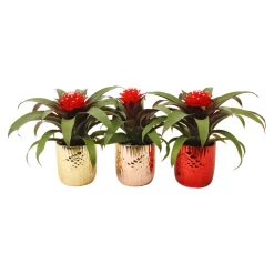 Guzmania im Keramik-Topf Ø 10 cm