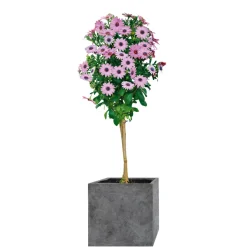 Haveson Pflanzgefäßserie Wiped Grey