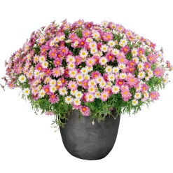 Haveson Pflanzgefässerie Wiped Grey