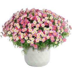 Haveson Pflanztopf Big Diamond 44 x 44 x 44 cm weiß