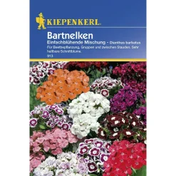 Kiepenkerl Bartnelken einfachblühende Mischung