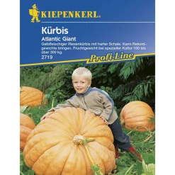 Kiepenkerl Kürbis Atlantic Giant F1 Profi-Line
