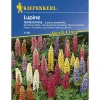 Kiepenkerl Lupinen Gartenzwerg Profi-Line