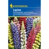 Kiepenkerl Lupinus Polyphyllus Mix