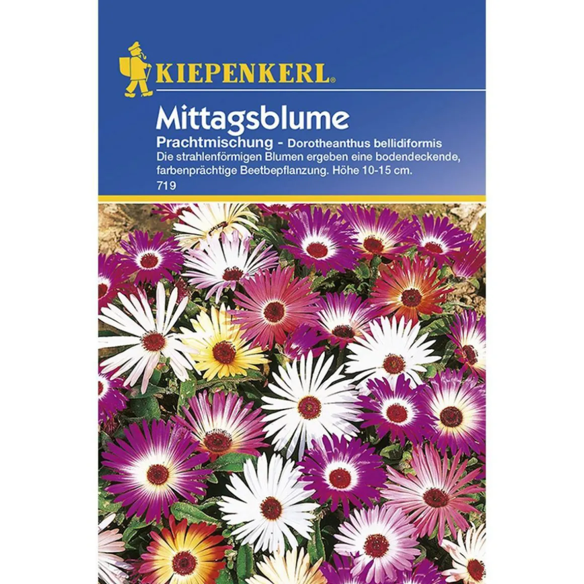 Kiepenkerl Mittagsblumen Dorotheantus Mischung
