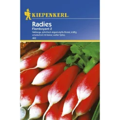 Kiepenkerl Radieschenchen Flamboyant 2