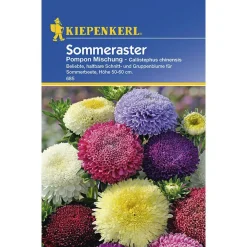 Kiepenkerl Sommeraster Pompon Mischung