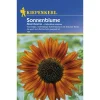 Kiepenkerl Sonnenblume Abendsonne
