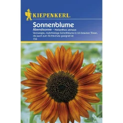 Kiepenkerl Sonnenblume Abendsonne