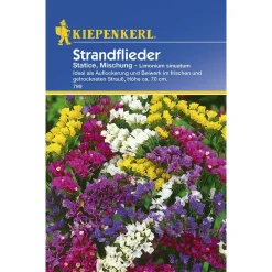 Kiepenkerl Statice Mischung