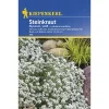 Kiepenkerl Steinkraut Alyssum weiß