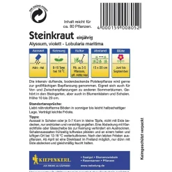 Kiepenkerl Steinkraut Alyssum violett