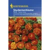 Kiepenkerl Tagetes x patula Fiesta