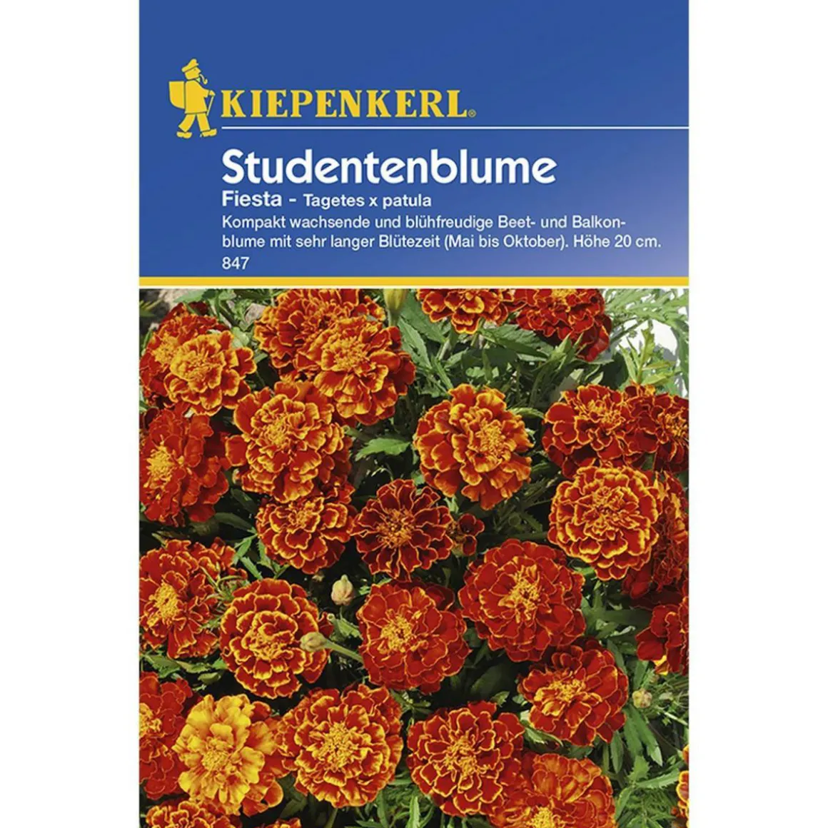 Kiepenkerl Tagetes x patula Fiesta