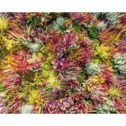 Knospenblüher Beauty Ladies Topf- Durchmesser 11 cm