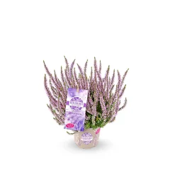 Knospenheide Garden Girls Herbstlavendel Topf- Durchmesser 11 cm