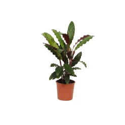 Korbmarante Topf- Durchmesser 14 cm