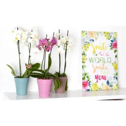 Orchideentopf Capri Orchid Pot 12,5 cm weiß