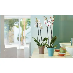 Orchideentopf Capri Orchid Pot 12,5 cm weiß