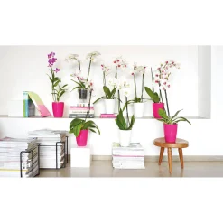 Orchideentopf Fiji Orchid Pot 15 cm transparent