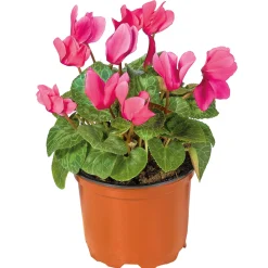 Plantiflor Alpenveilchen Topf Durchmesser 10,5 cm