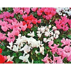 Plantiflor Alpenveilchen Topf Durchmesser 10,5 cm