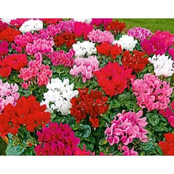 Plantiflor Alpenveilchen Topf Durchmesser 10,5 cm